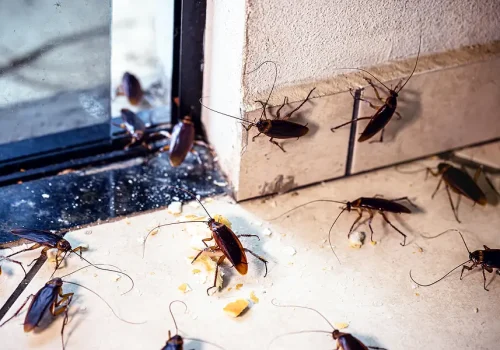 cockroach fumigation cockroach fumigation